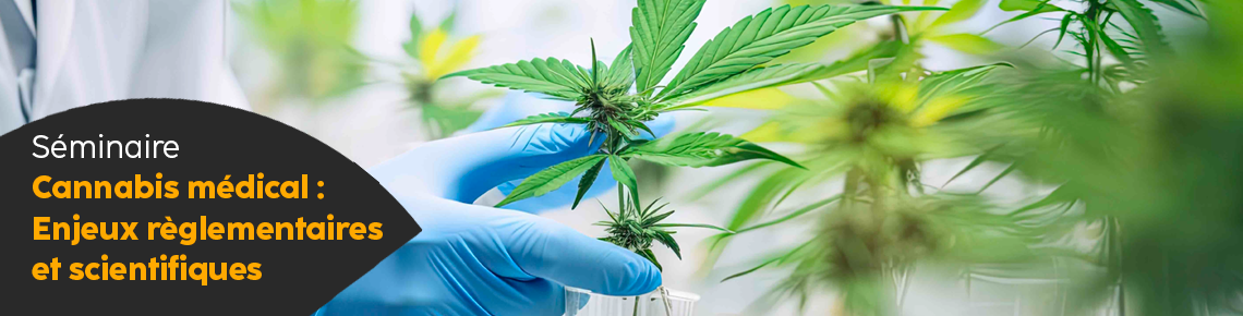 Plants de cannabis tenus avec des gants